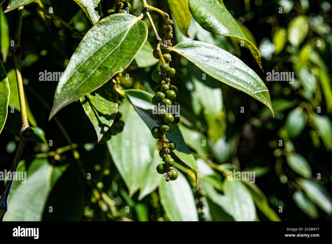 Primo piano di pepe nero (Piper nigrum) su una fattoria di pepe, isola di Phu Quoc, Vietnam, Indocina, Sud-Est asiatico, Asia Foto Stock