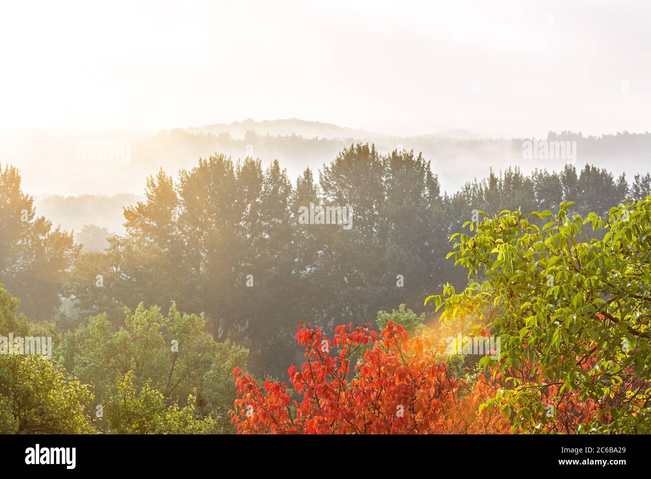 Cime degli alberi colorate in autunno con un'ottica che si ripresenta Foto Stock