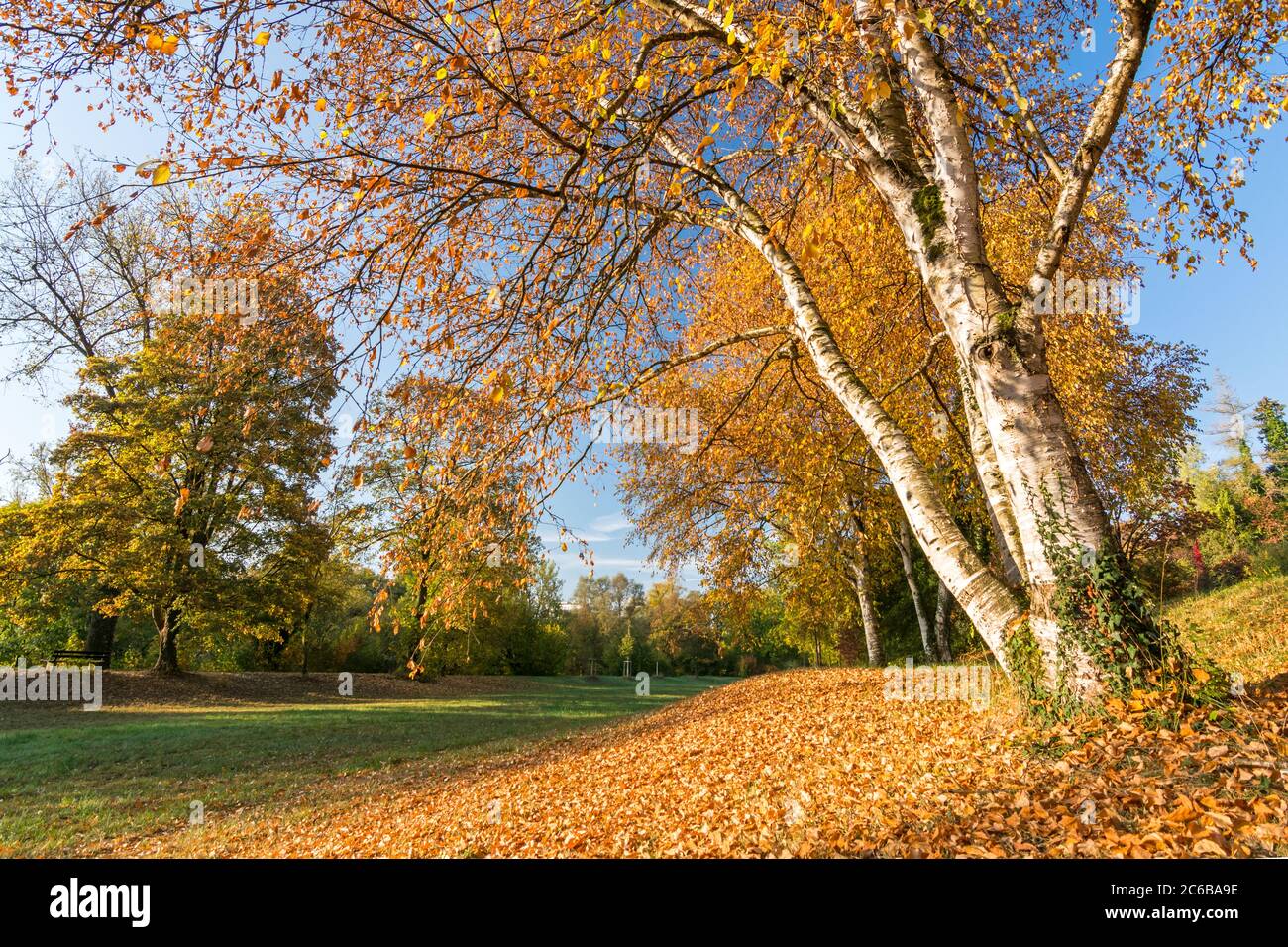 Betulla e foglie autunnali in un parco in autunno Foto Stock