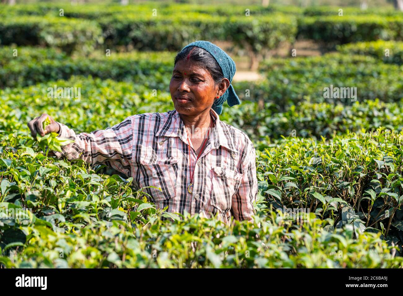 Donna che raccoglie il tè dalle piante del tè su una piantagione del tè, Assam, India, Asia Foto Stock