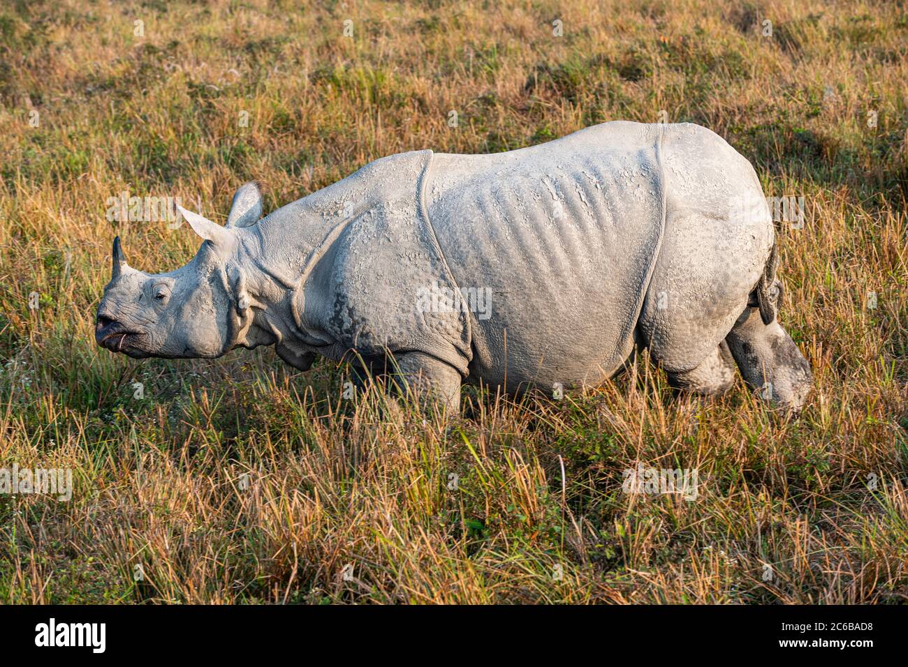 Rinoceronte indiano (rinoceronte unicornis), Kaziranga National Park, patrimonio dell'umanità dell'UNESCO, Assam, India, Asia Foto Stock