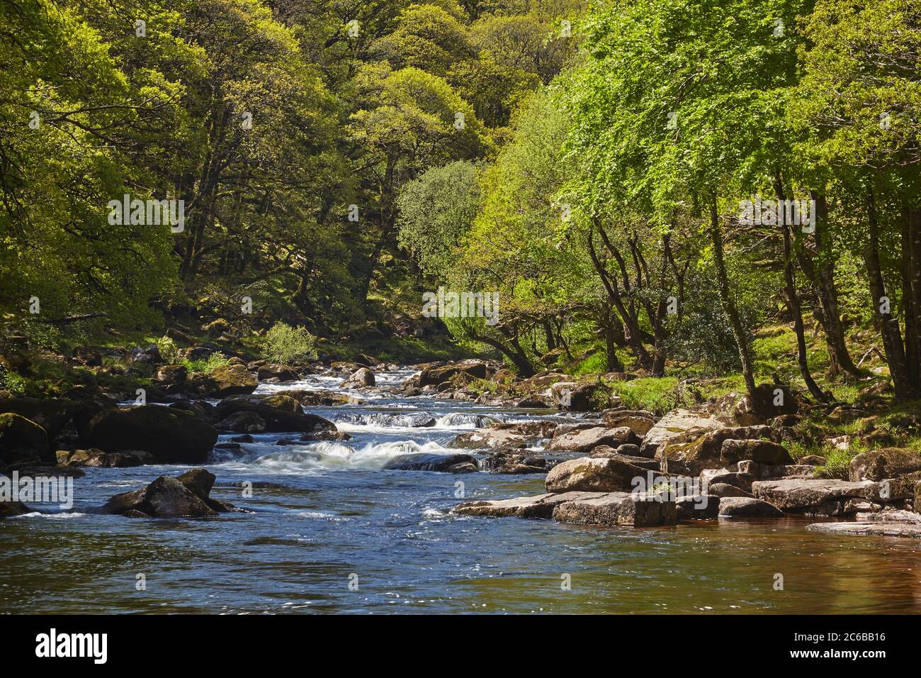Antico bosco di querce in estate, che costeggia un fiume Dart macinato di massi nel cuore del Dartmoor National Park, Devon, Inghilterra, Regno Unito, Europa Foto Stock