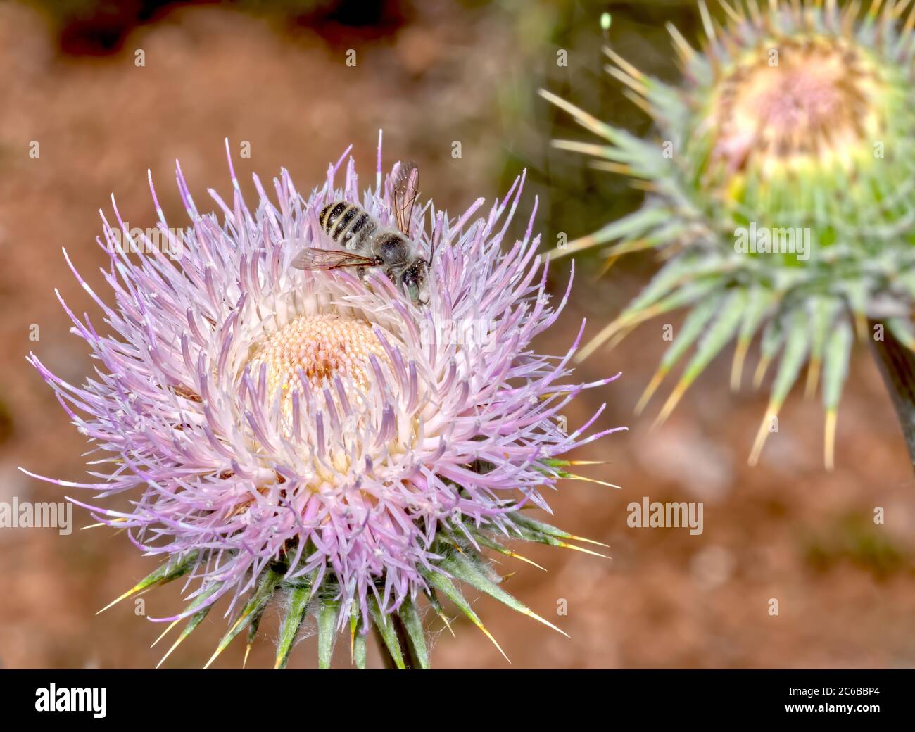 Foto macro di un fiore di Thistle di Wheeler nativo dell'Arizona, Stati Uniti d'America, Nord America Foto Stock