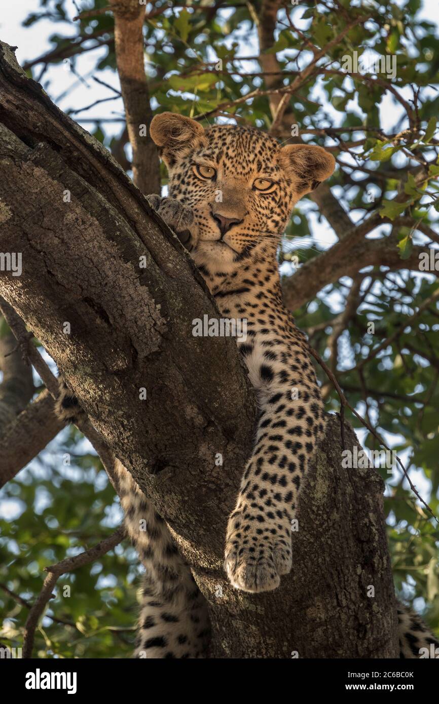 Leopardo (Panthera pardus), pianure degli Elefanti, Riserva di sabbia di Sabi, Sudafrica, Africa Foto Stock