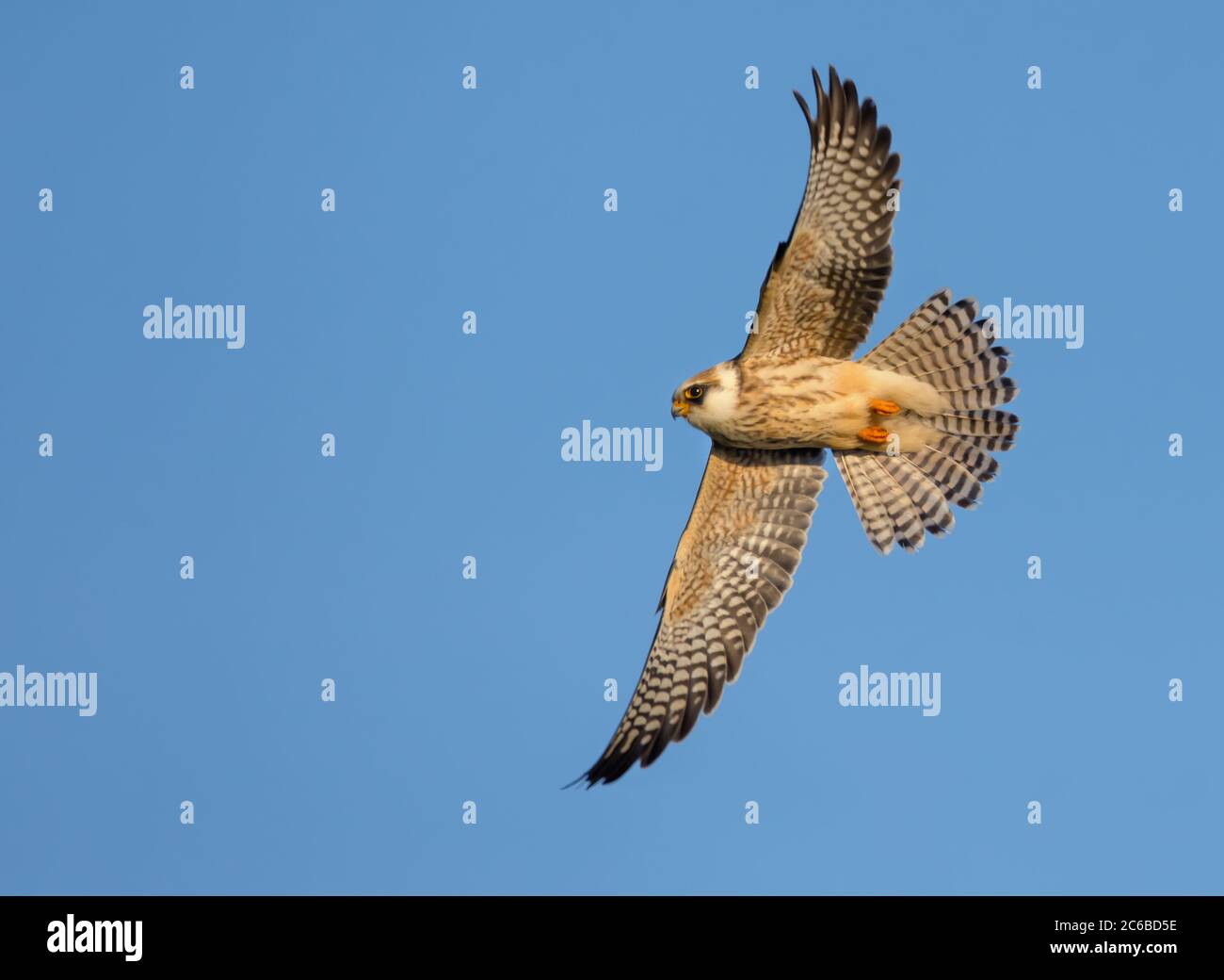 Falco rosso (Falco vescinerus) in volo veloce con ali allungate e piume di coda su cielo blu Foto Stock