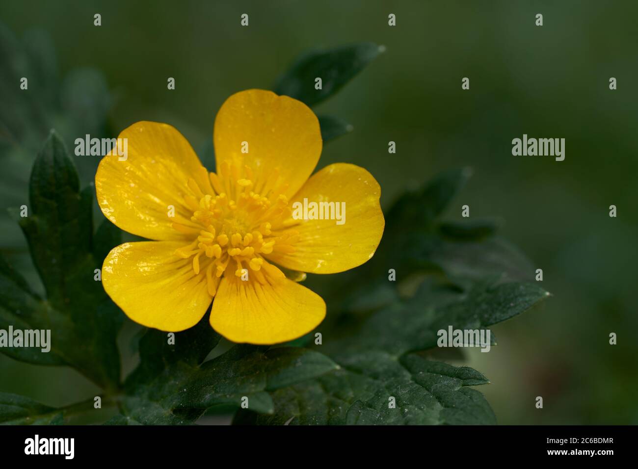 Pianta di fioritura selvaggia Ranunculus si ripone nel parco. Conosciuto come coppa del butterfoot strisciante o crowfoot strisciante. Fiore giallo con foglie verdi, sfondo sfocato. Foto Stock