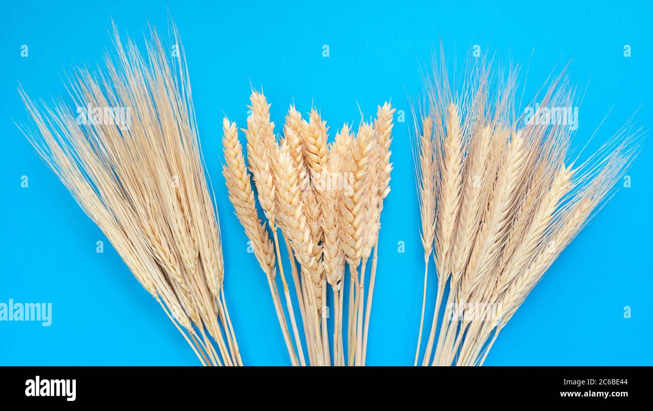 Foglie di grano, segale e orzo su fondo blu. Semplice posa piatta. Foto di scorta. Foto Stock