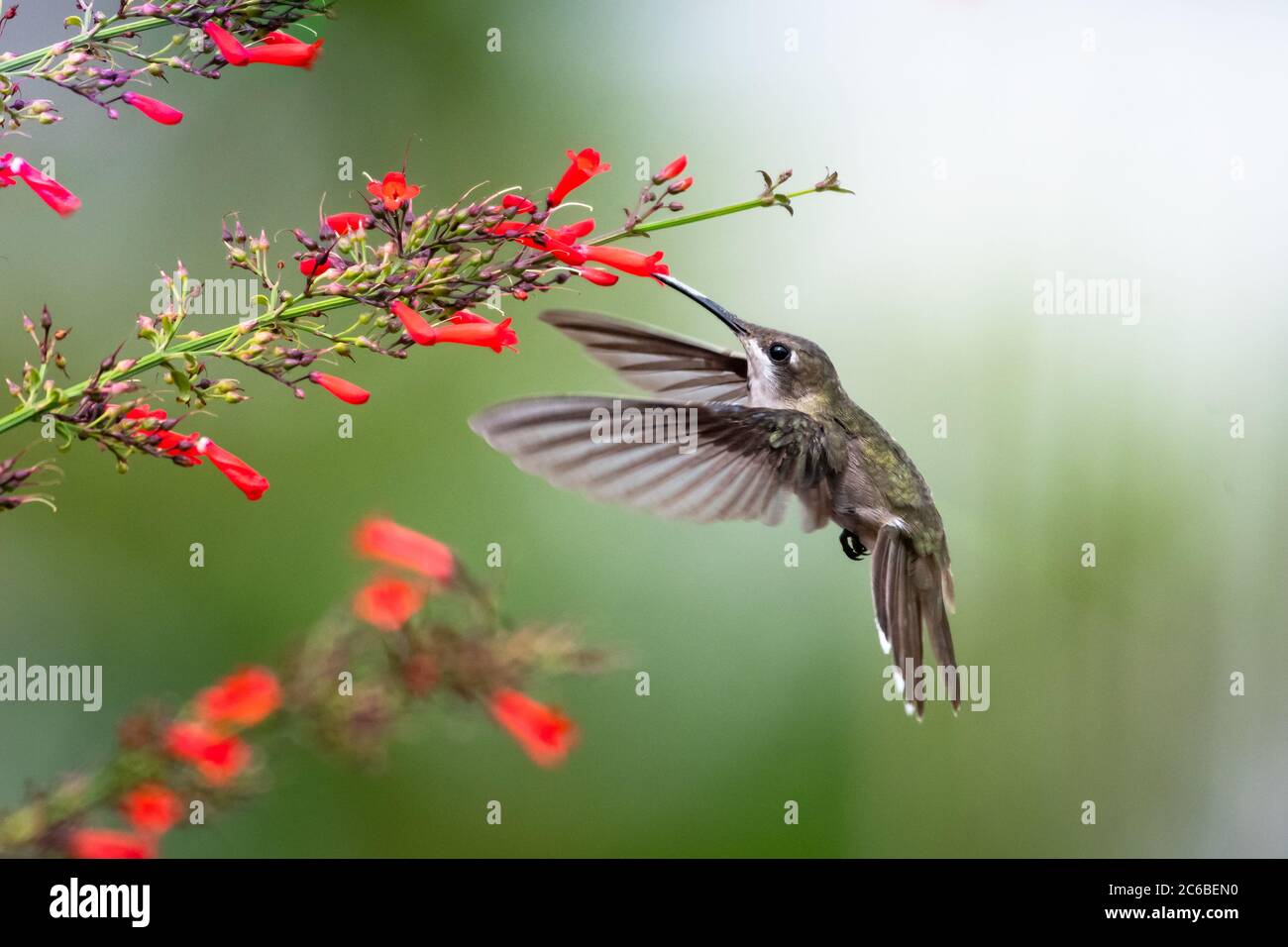 Una femmina Ruby Topaz hummingbird che si nuda sui fiori rossi Antigua Heath con uno sfondo liscio. Foto Stock