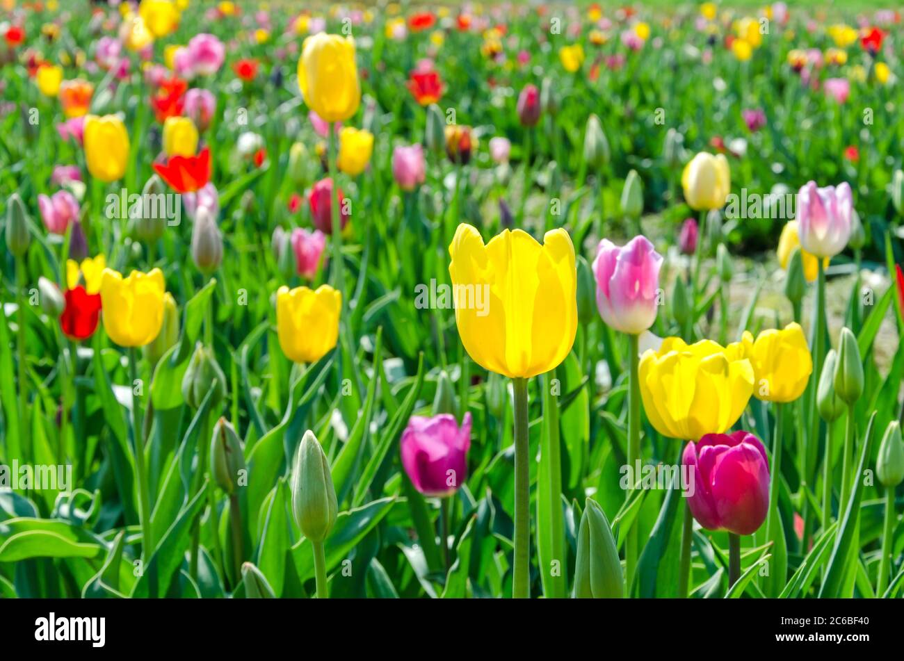 Campo di molti tulipani colorati in primavera Foto Stock