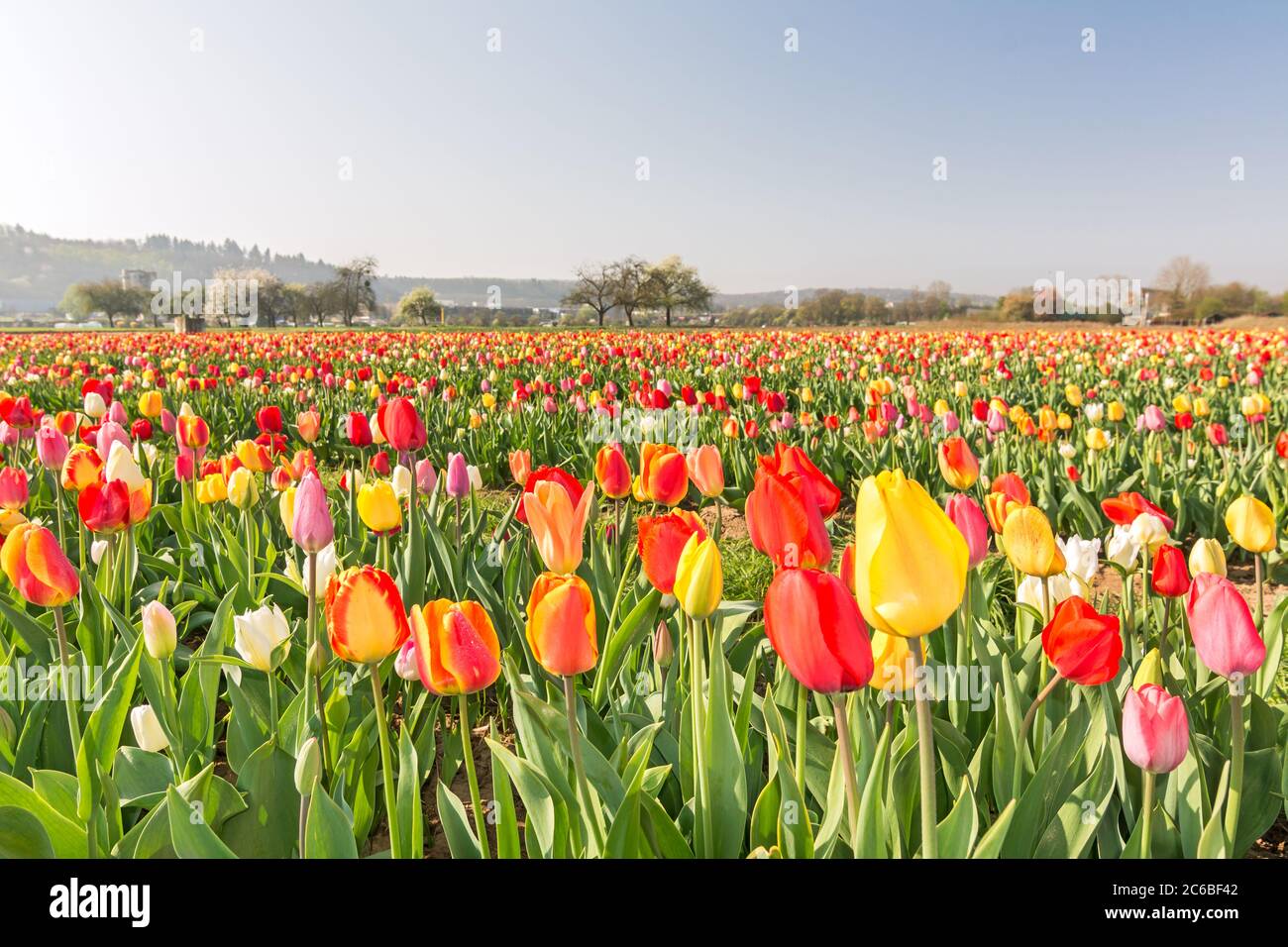 Campo di molti tulipani colorati Foto Stock