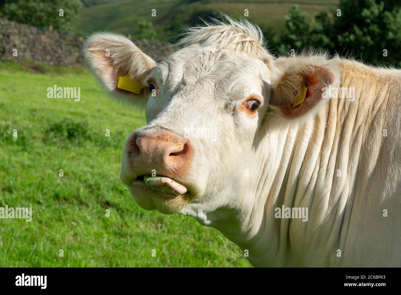 Mucca di Charolais in campagna a metà estate Foto Stock