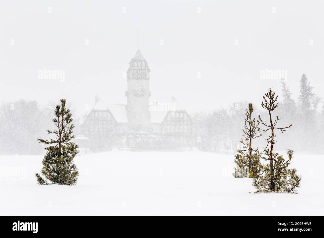 Alberi di pino in una tempesta di neve, Assiniboine Park Pavillion in background, Assiniboine Park, Winnipeg, Manitoba, Canada. Foto Stock