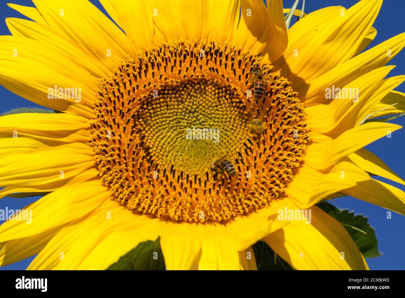Primo piano di un'ape su un girasole gigante giallo con un cielo blu luminoso. Foto Stock