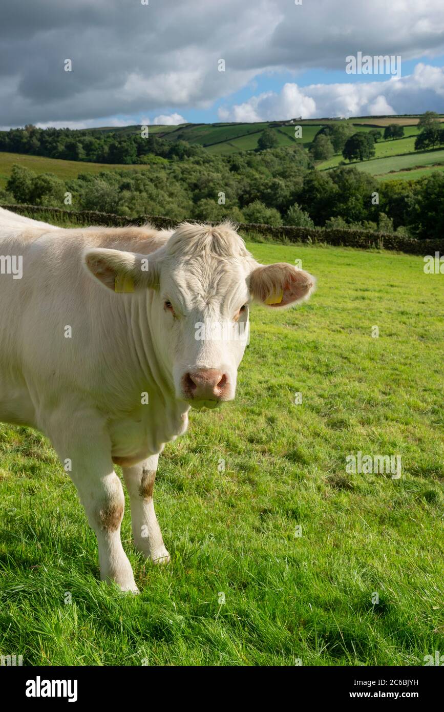 Mucca di Charolais in campagna a metà estate Foto Stock