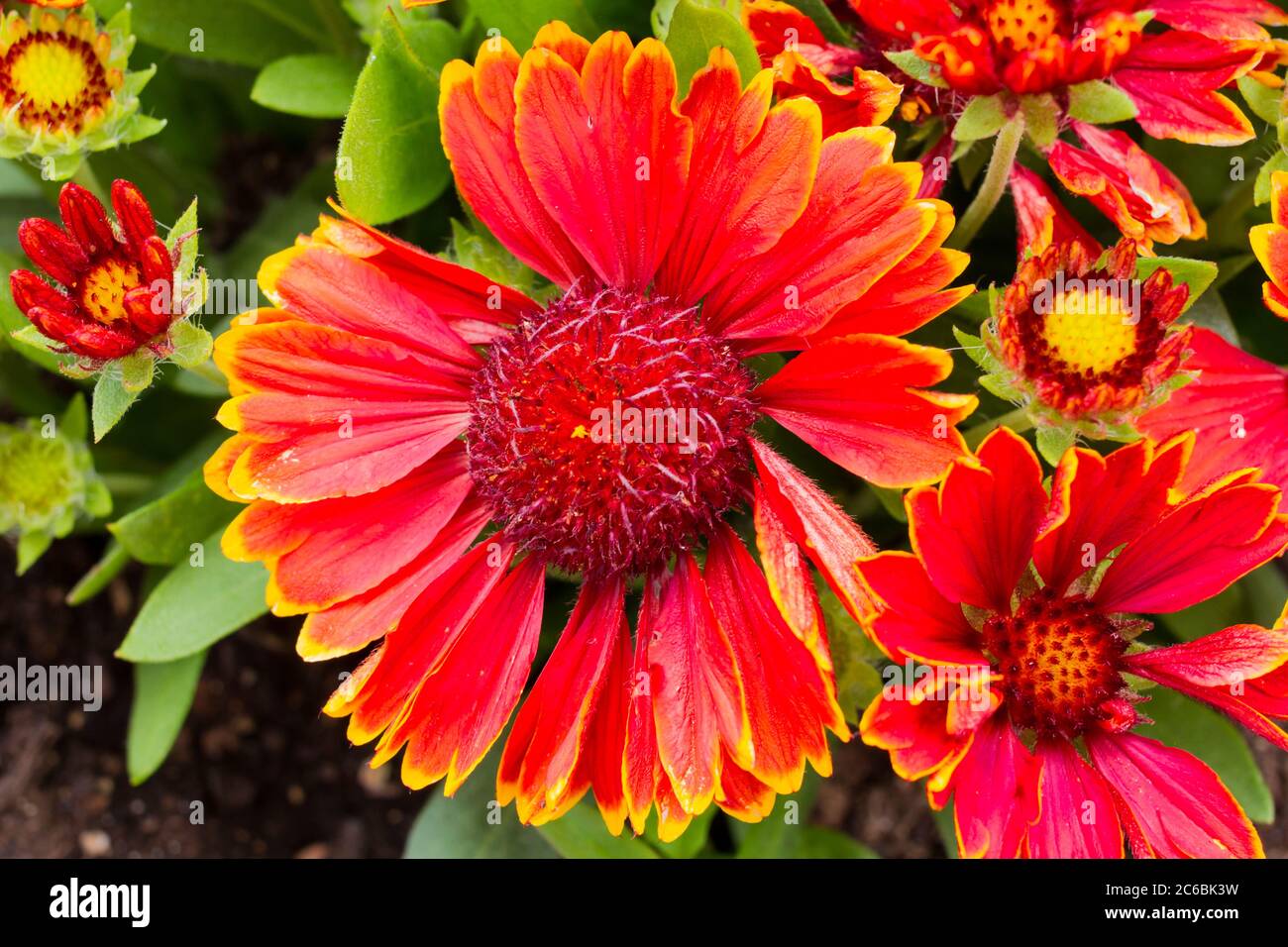 Gaillardia aristata fiori fioritura in estate, Inghilterra, Regno Unito Foto Stock