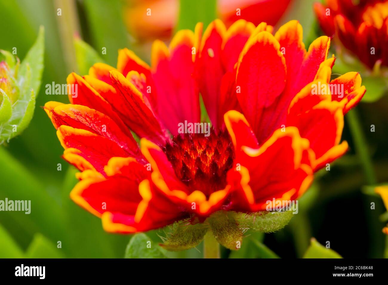 Gaillardia aristata fiore fiorire in estate, Inghilterra, Regno Unito Foto Stock