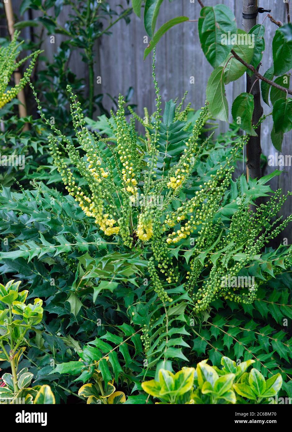 Mahonia media Inverno Sole Foto Stock