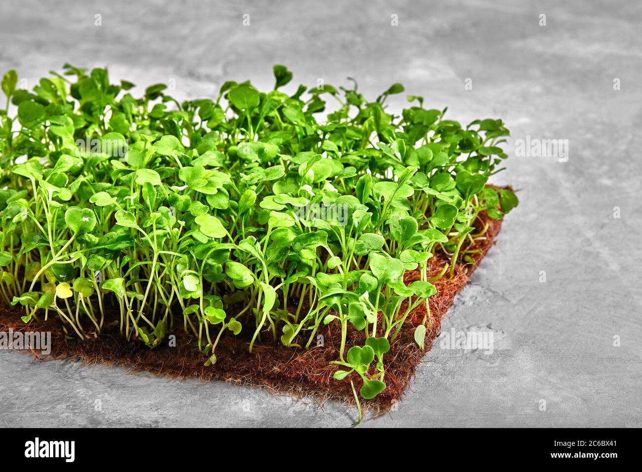 Piselli micrograni con semi e radici. Germogliare i micro green su gatti Jute Microgreens Grow. Germogliare i micrograni sui tappetini biodegradabili della canapa Foto Stock
