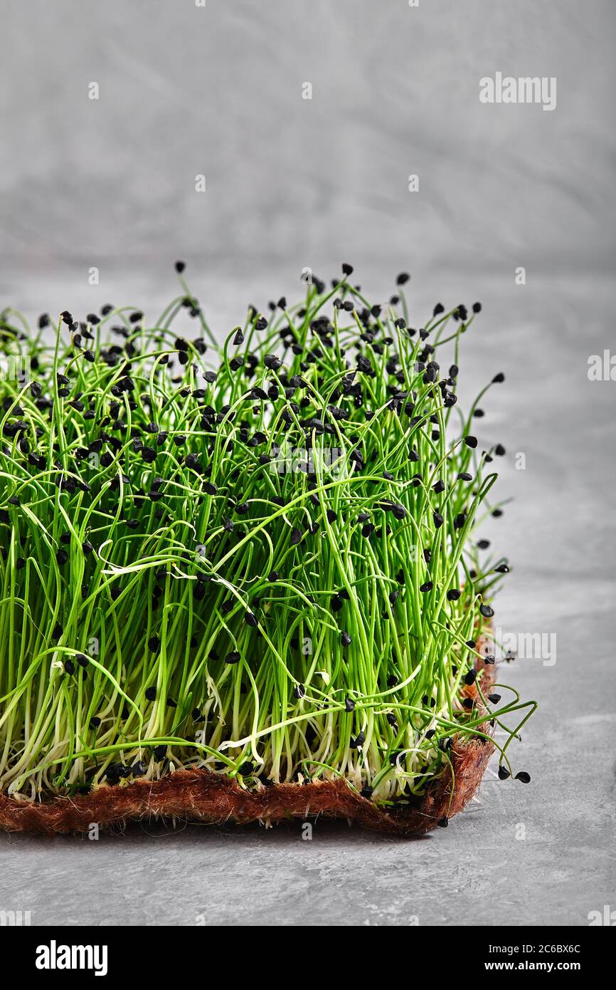 Piselli micrograni con semi e radici. Germogliare i micro green su gatti Jute Microgreens Grow. Germogliare i micrograni sui tappetini biodegradabili della canapa Foto Stock