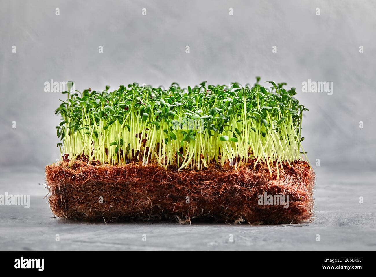 Piselli micrograni con semi e radici. Germogliare i micro green su gatti Jute Microgreens Grow. Germogliare i micrograni sui tappetini biodegradabili della canapa Foto Stock
