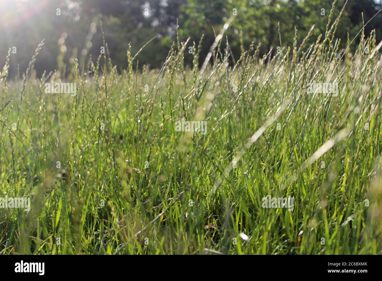 Un campo di erba selvaggia in una giornata di sole a Manchester, Inghilterra Foto Stock