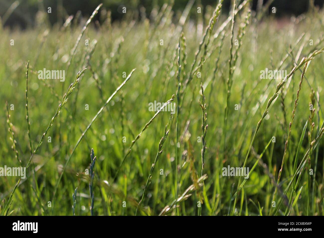 Un campo di erba selvaggia in una giornata di sole a Manchester, Inghilterra Foto Stock
