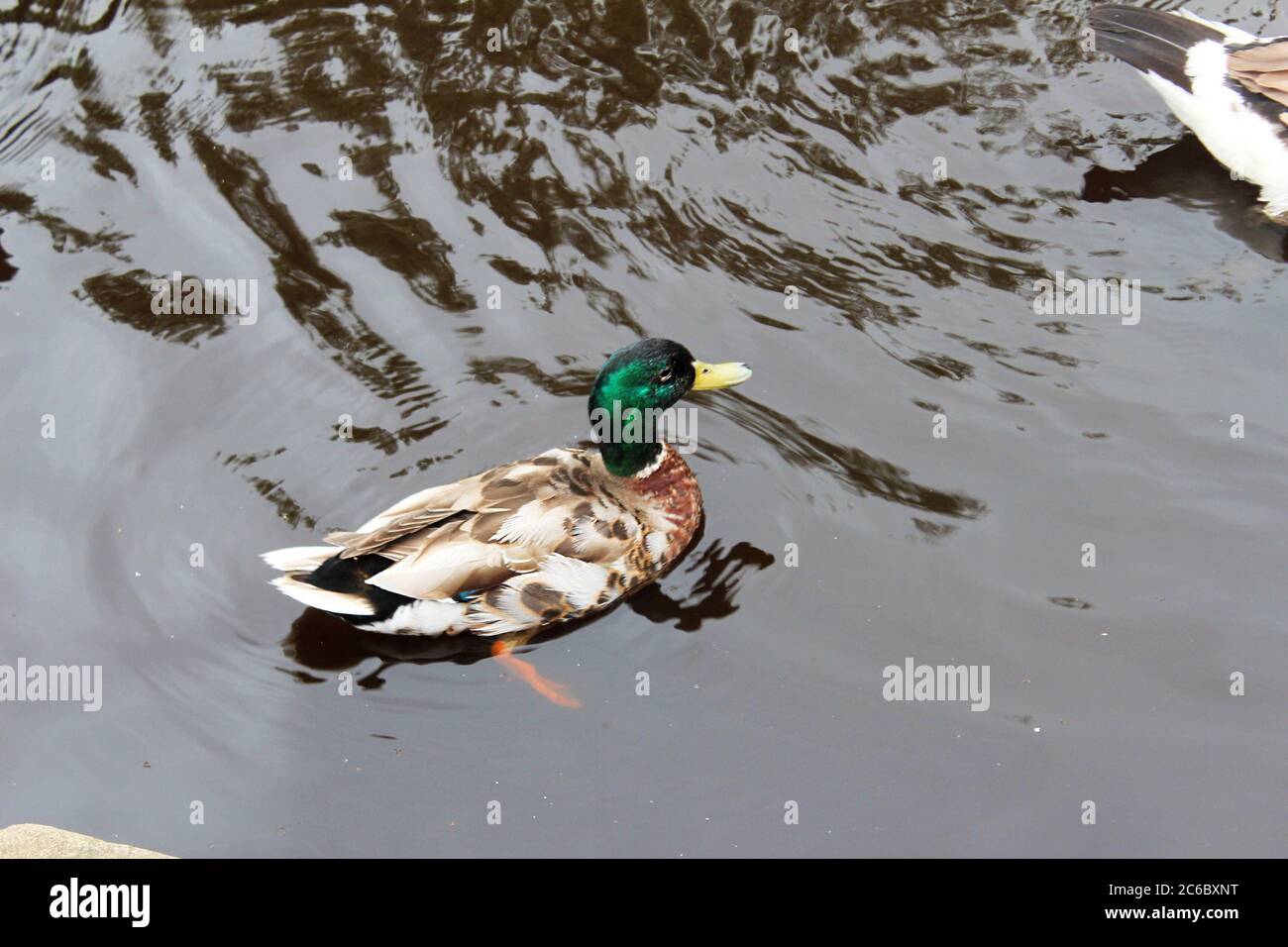 Un'anatra di Mallard in un lago nel Manor Park di Glossop, Inghilterra Foto Stock