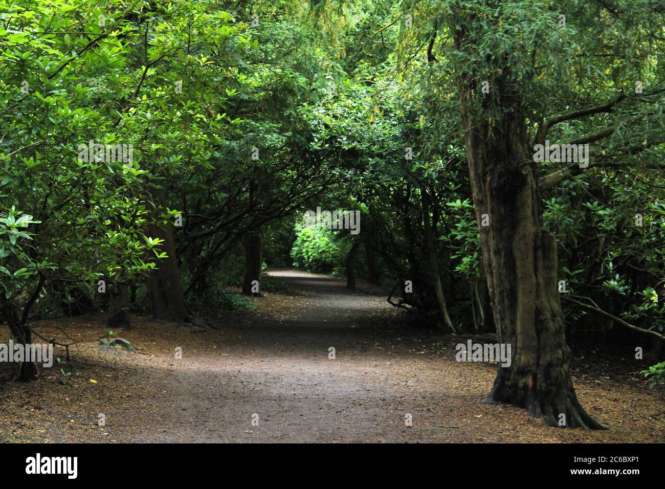Tree tunnel foresta passeggiata attraverso Manor Park a Glossop, Inghilterra Foto Stock