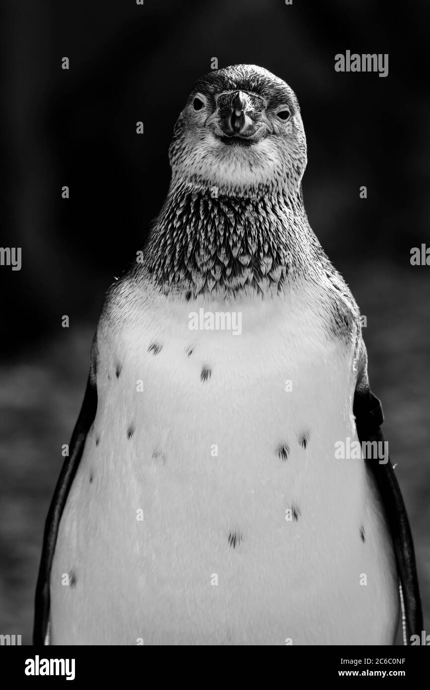 Monocromatico, vista frontale primo piano di un pinguino Humboldt (Schenisco humboldti) in piedi isolati, guardando felice, al Cotswold Wildlife Park, Regno Unito. Foto Stock