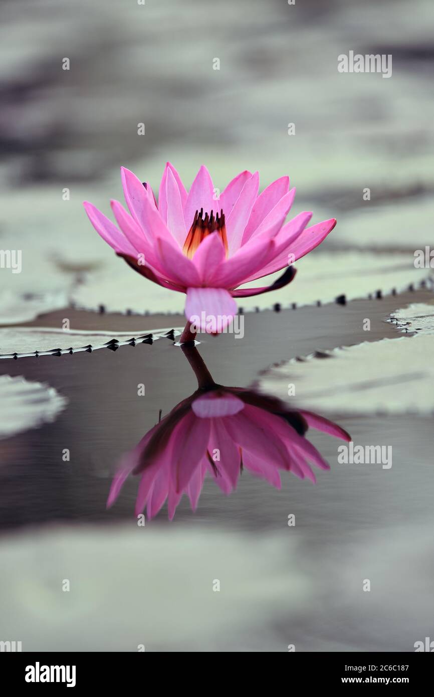 Fiore rosa di loto con riflessione in stagno migliore carta da parati HD. Foto Stock