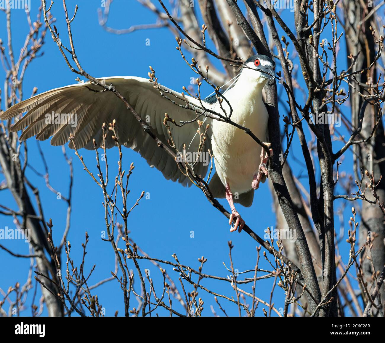 Un allevamento Black-Cowned Night Heron equilibrare su rami separati con un'ala aperta morde su un torso che prenderà per scopi di nidificazione. Foto Stock