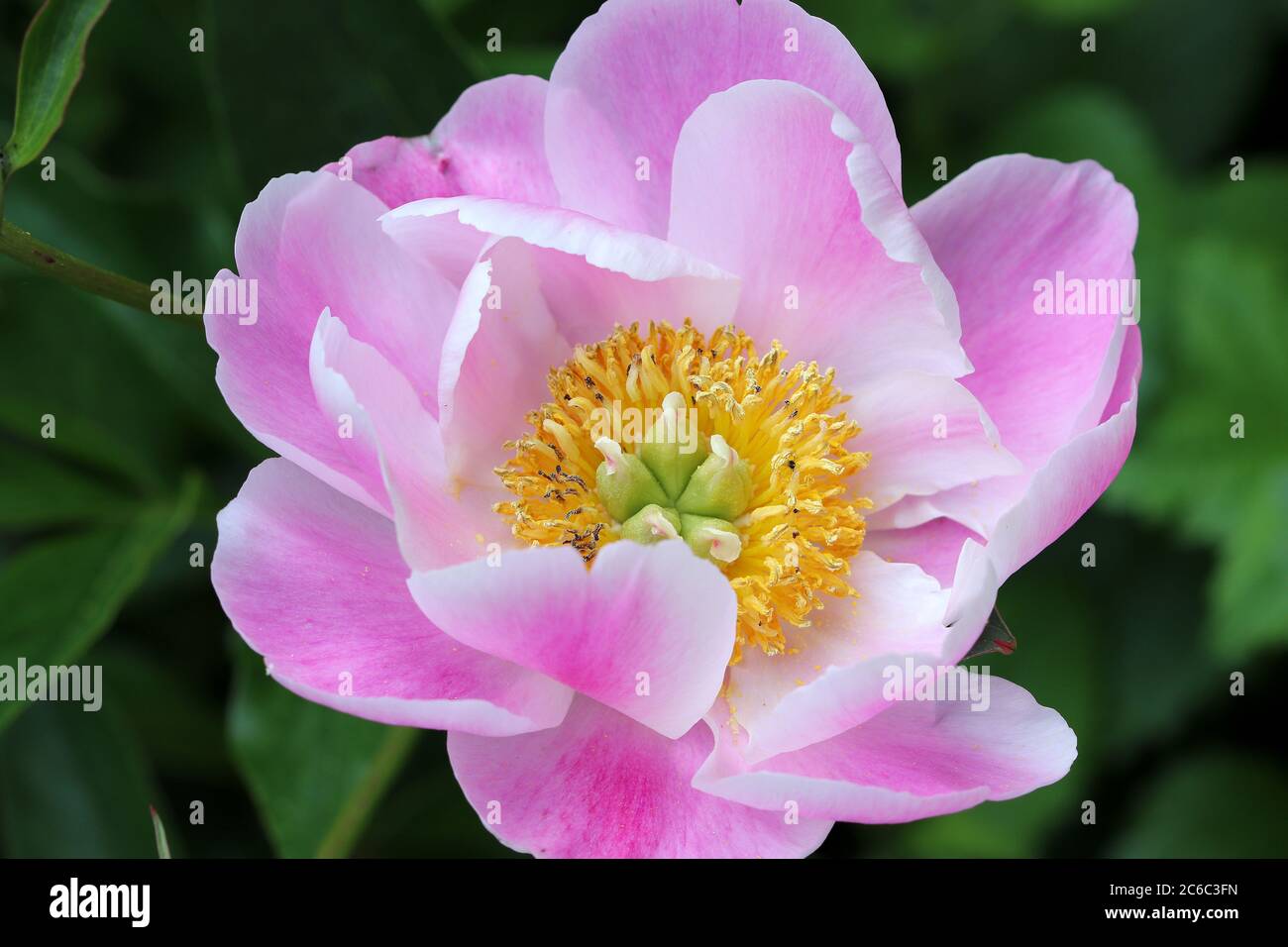 fiore di peonia in macro rosa paeonia suffruticosa Foto Stock