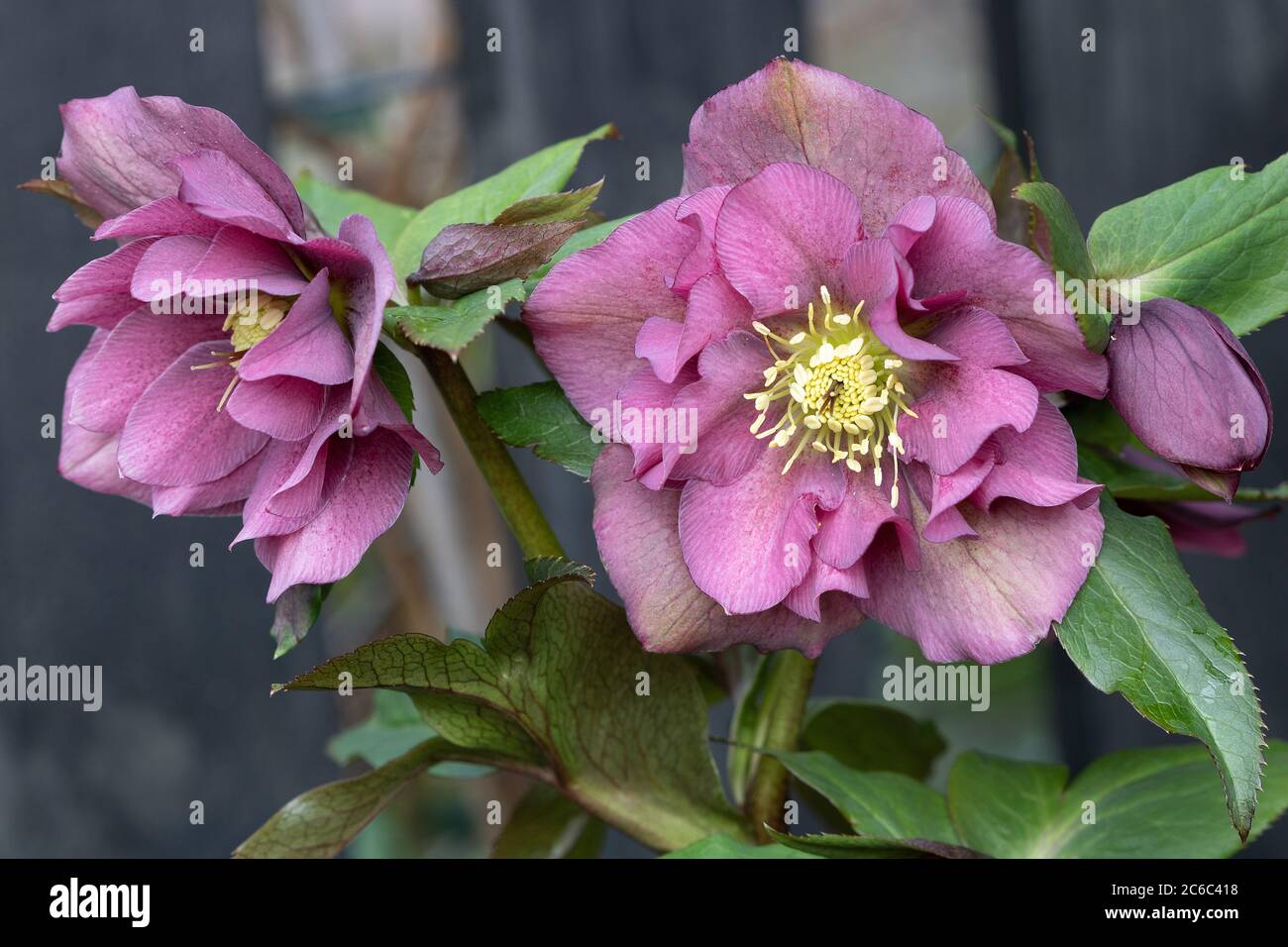 helleborus orientalis in viola in macro Foto Stock