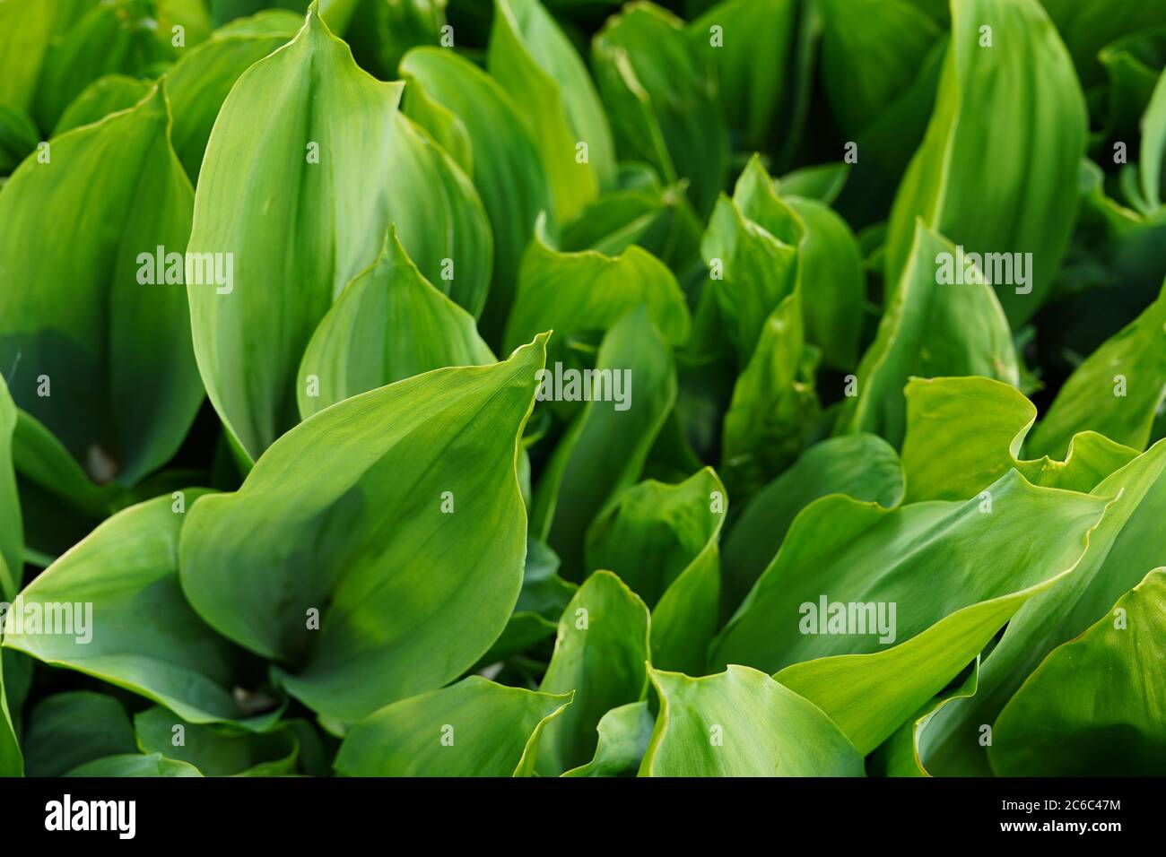 Tessitura di foglie verdi di pianta. Sfondo della pianta erbacea - Khosta. Concetto di natura sfondo per il tuo testo. Foto Stock