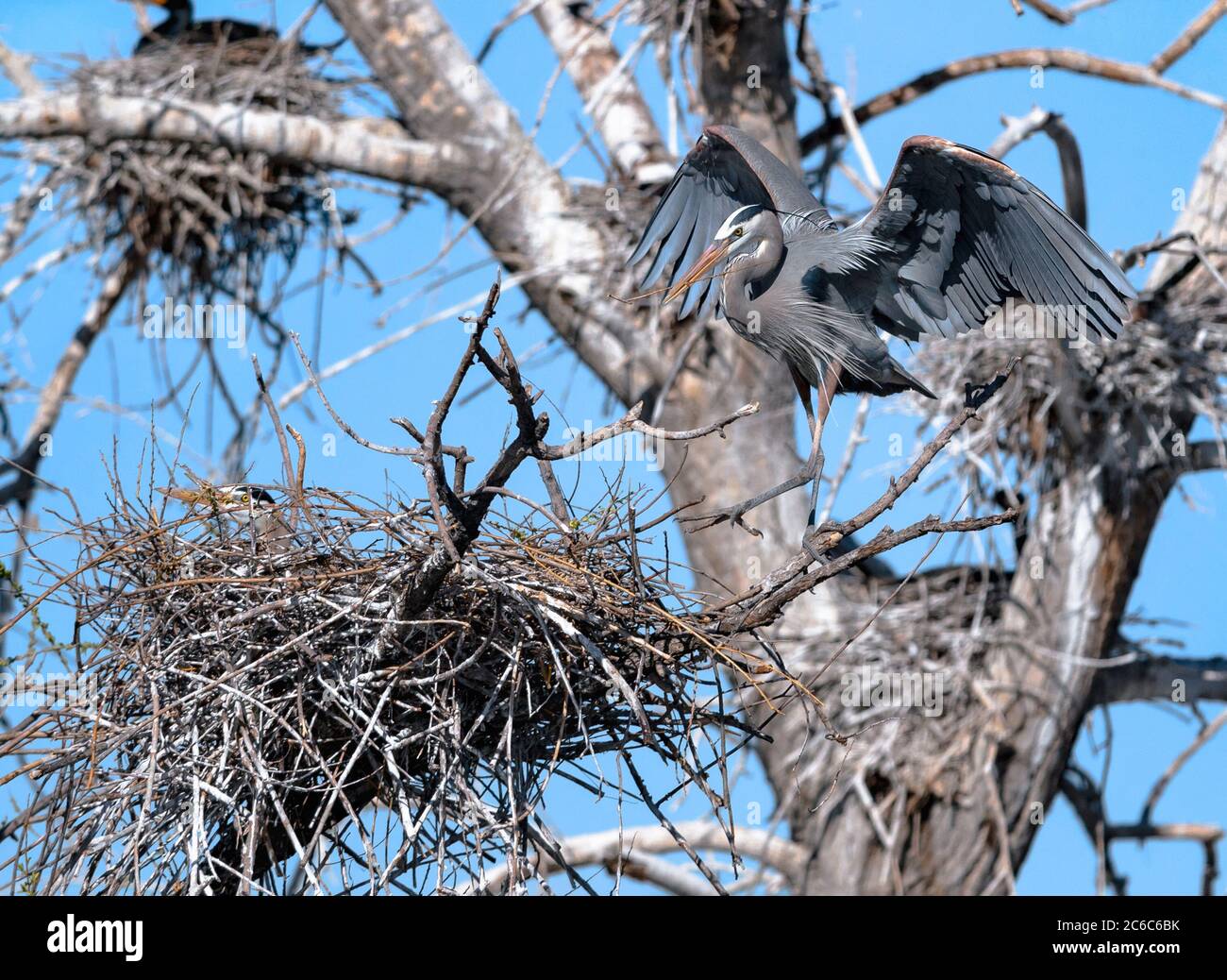 Un grande airone blu fa un passo verso il suo nido con un bastone nel suo conto, mentre la femmina, accoccolata nel nido, incuba le uova. Foto Stock