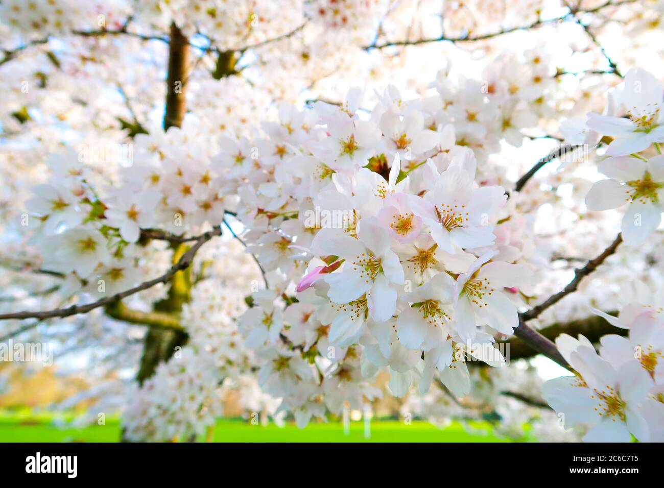 Fiore di ciliegio sakura Foto Stock