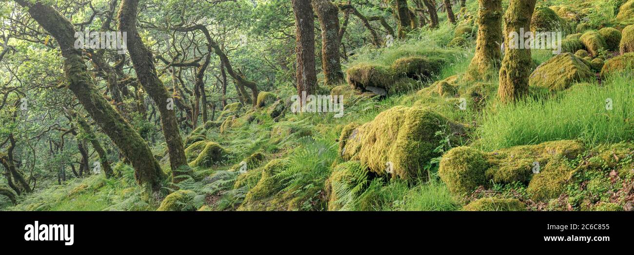 Pile Copse, Dartmoor Foto Stock