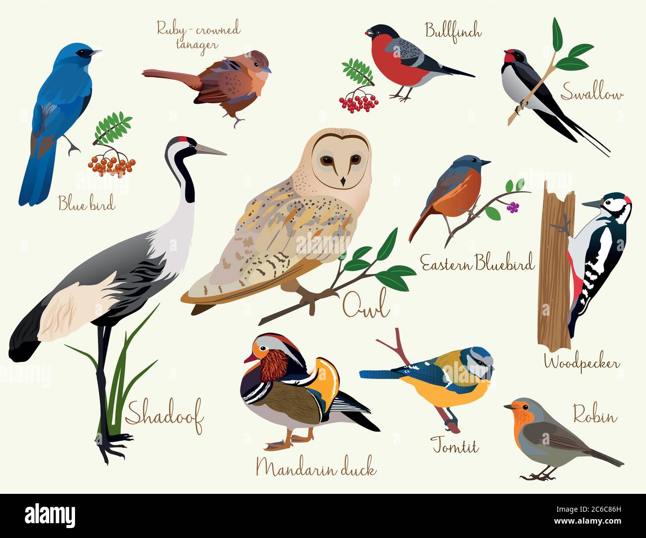 icone di uccelli. Colorate icone di uccelli realistici si isolano sul bianco Illustrazione Vettoriale