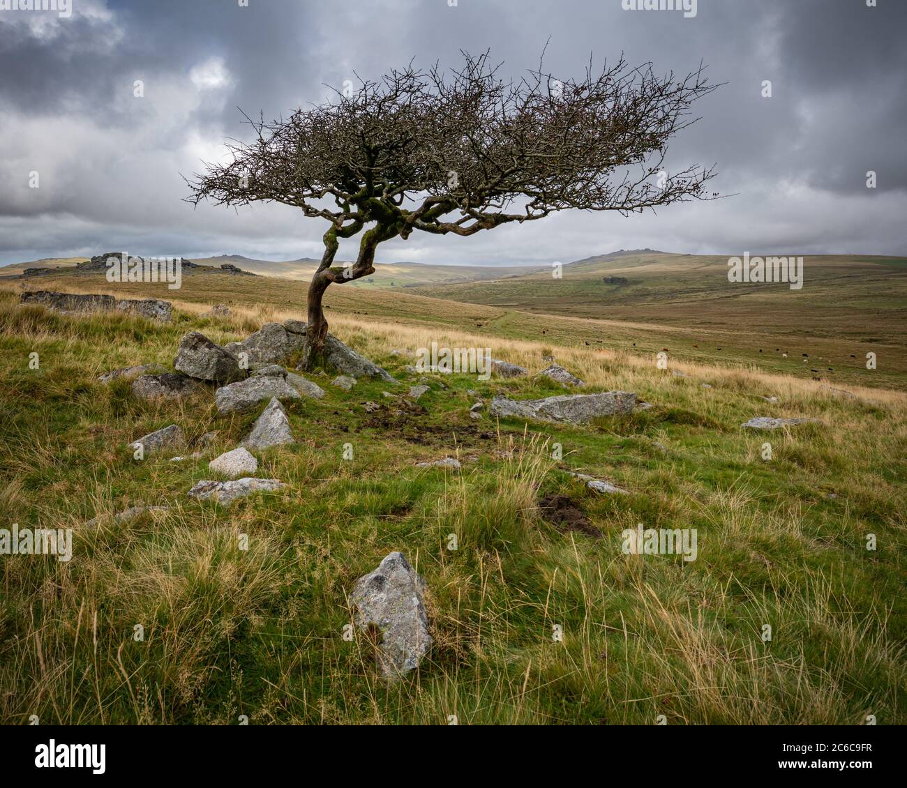 Albero del biancospino su Dartmoor Foto Stock