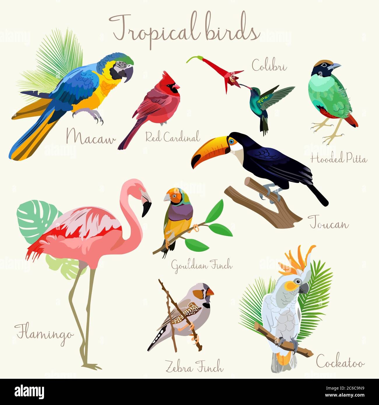 Colore luminoso, uccelli tropicali esotici e isolati. Illustrazione Vettoriale