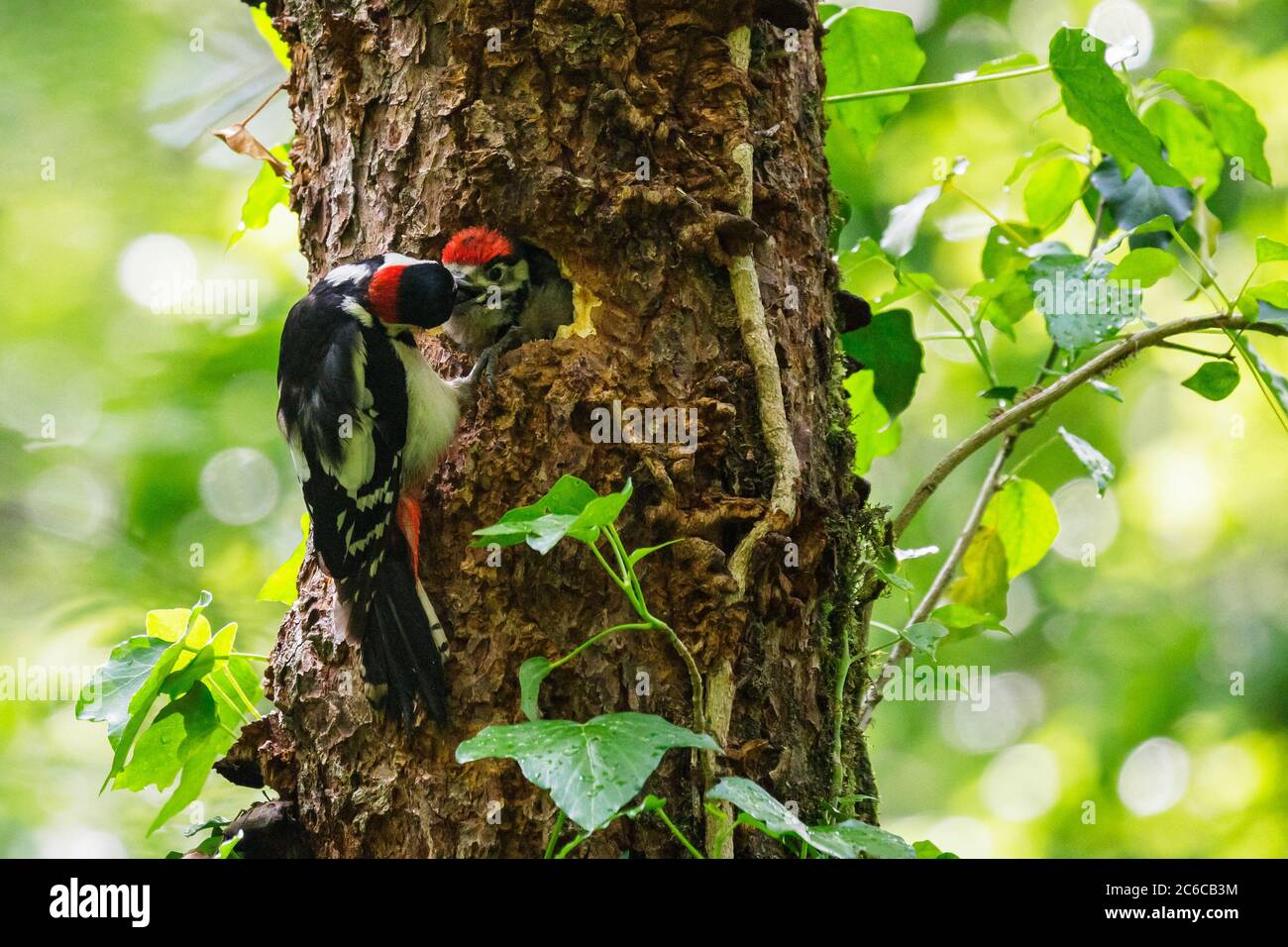 Picchio rosso maggiore Foto Stock