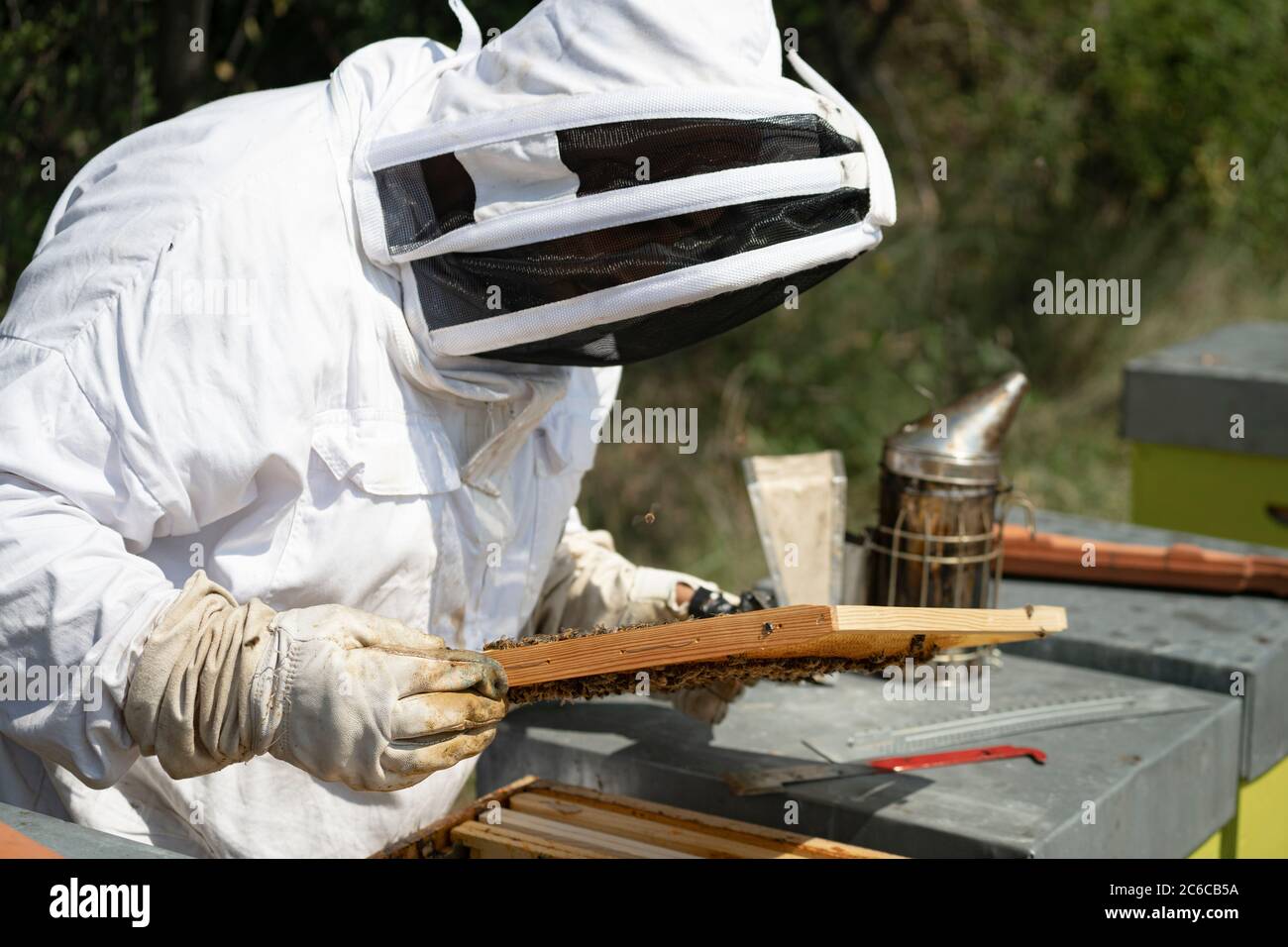 Apicoltore maschio che esamina la struttura a nido d'ape durante la giornata di sole Foto Stock