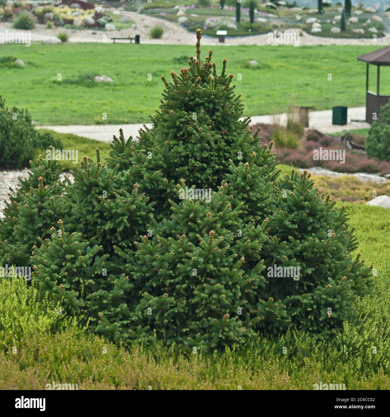 Zwerg-Fichte, Picea abies Ohlendorfii, Abete Nano, Picea abies Ohlendorfii Foto Stock