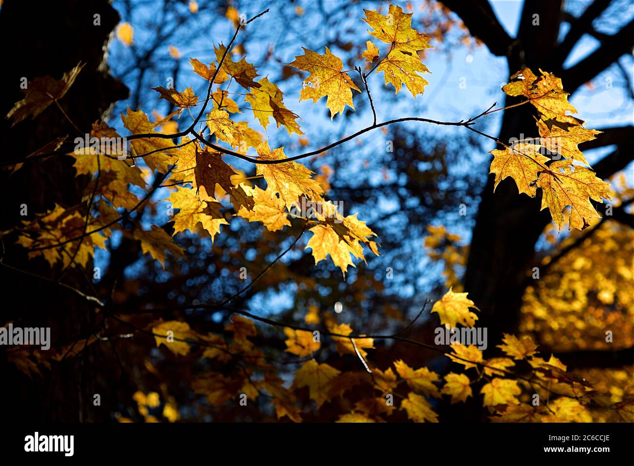 Il momento culminante delle foglie d'acero nella foresta in autunno. Foto Stock