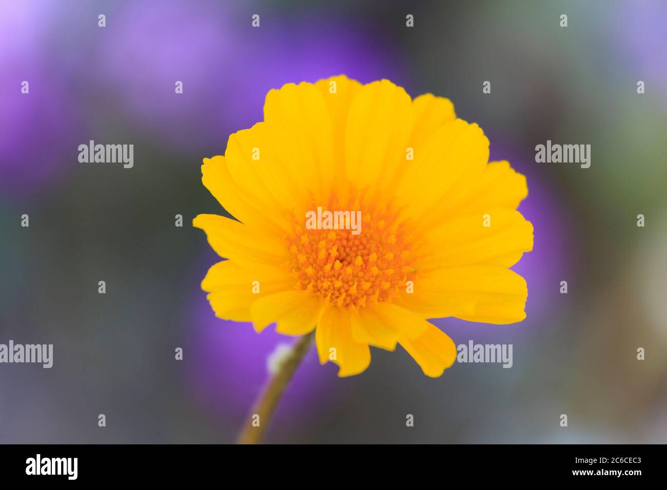 Desert Sunflower, Anza-Borrego Desrt state Park, Borrego Springs, California, Stati Uniti Foto Stock