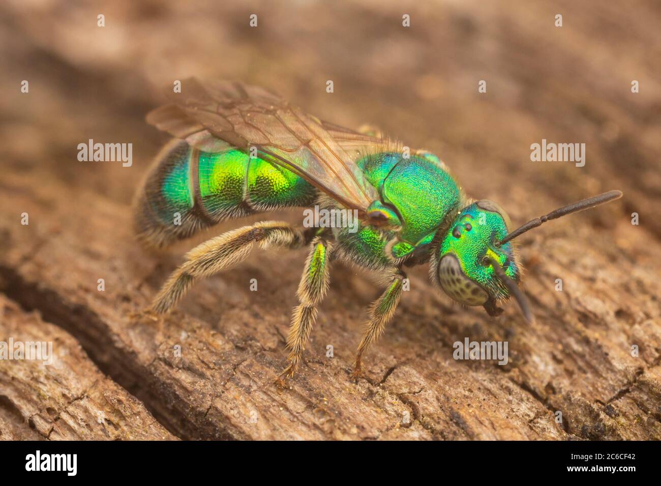 Ape sudore (Augocloropsis sp.) Del complesso della specie Augocloropsis metallica. Foto Stock
