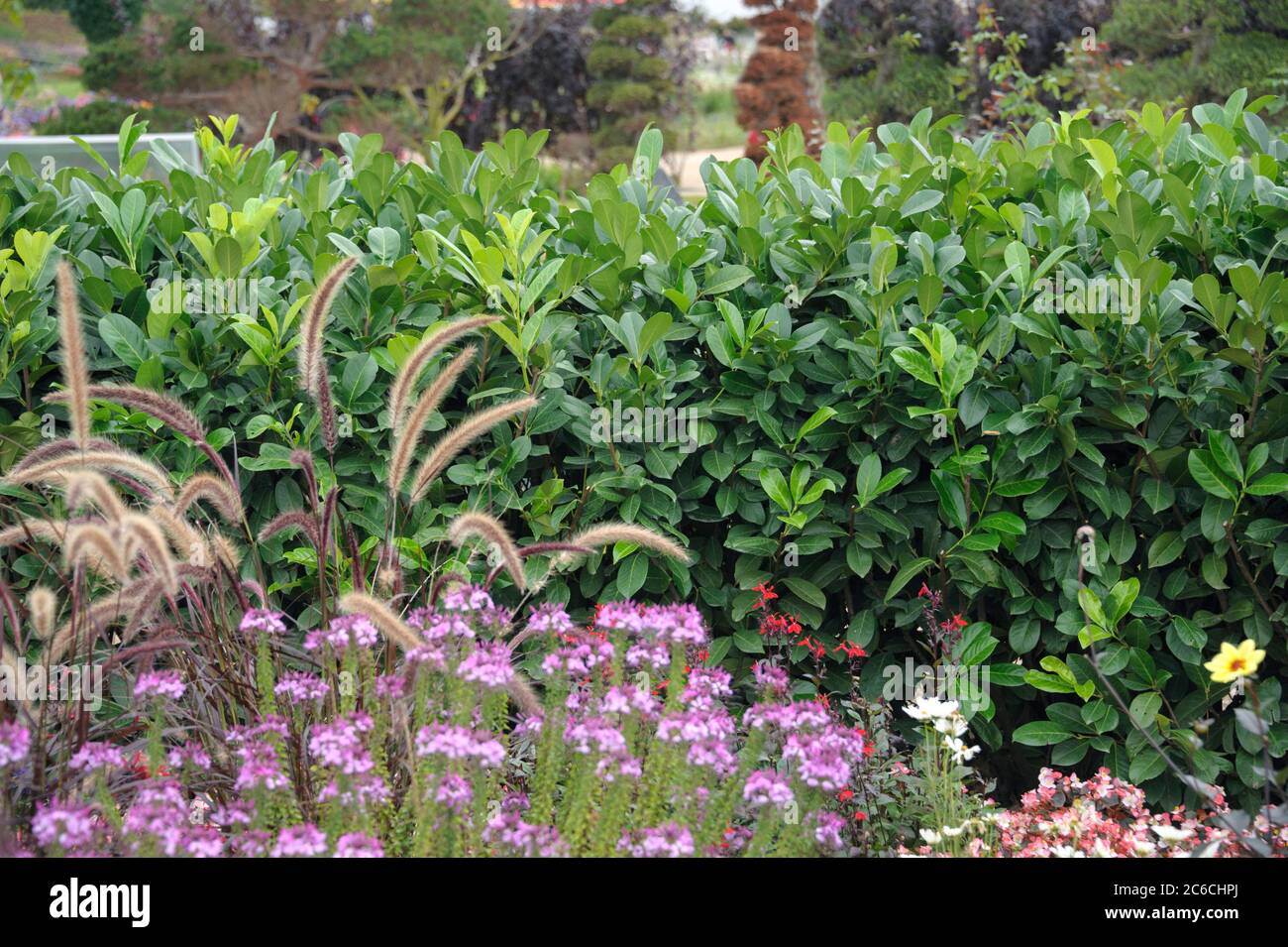 Lorbeer-Kirsche, Prunus laurocerasus rotundifolia, Cherry Laurel, Prunus laurocerasus rotundifolia Foto Stock