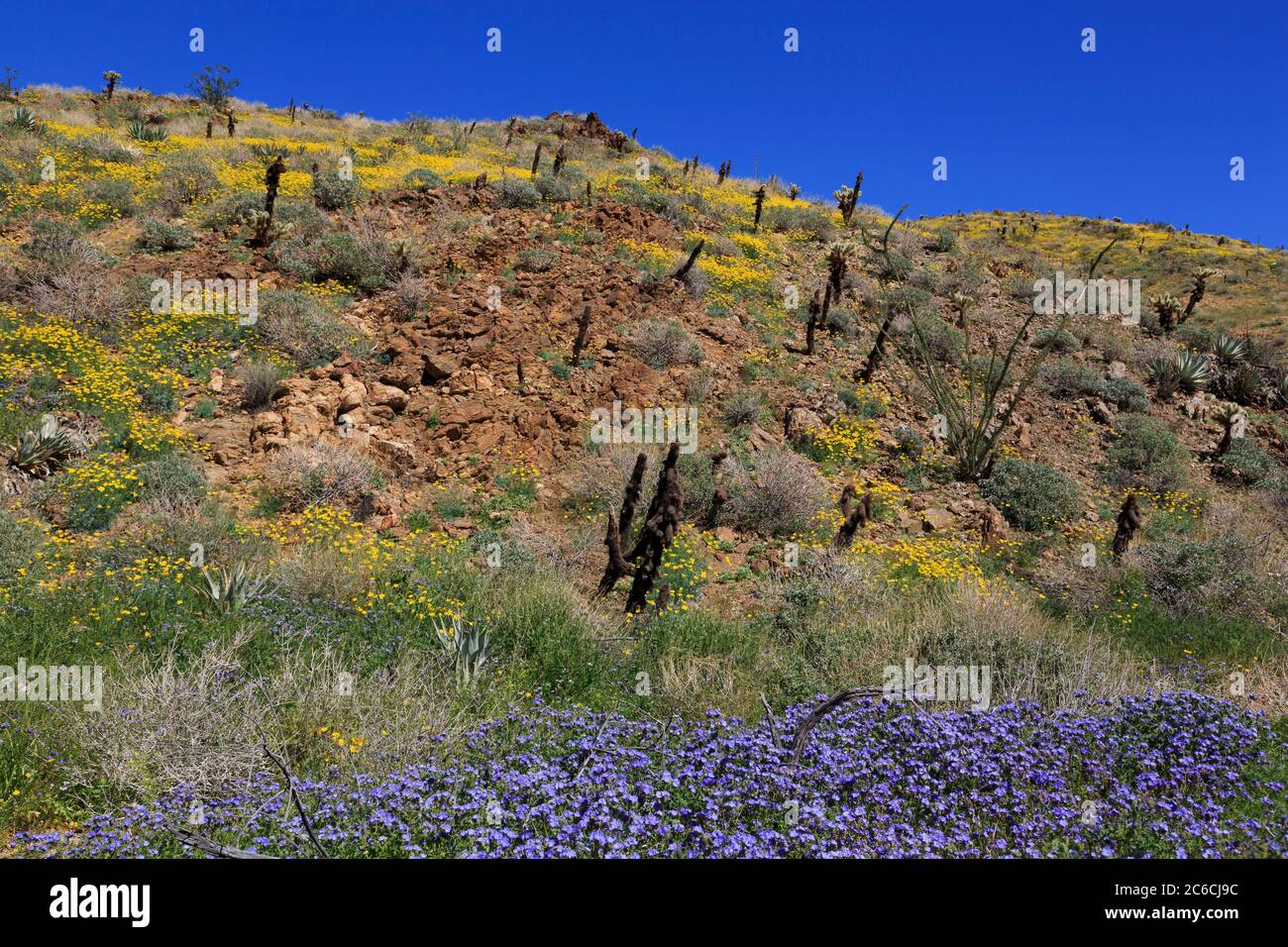 Phacelia & papaveri, tamerici Grove, Anza-Borrego Desert State Park, Borrego Springs, California, Stati Uniti d'America Foto Stock