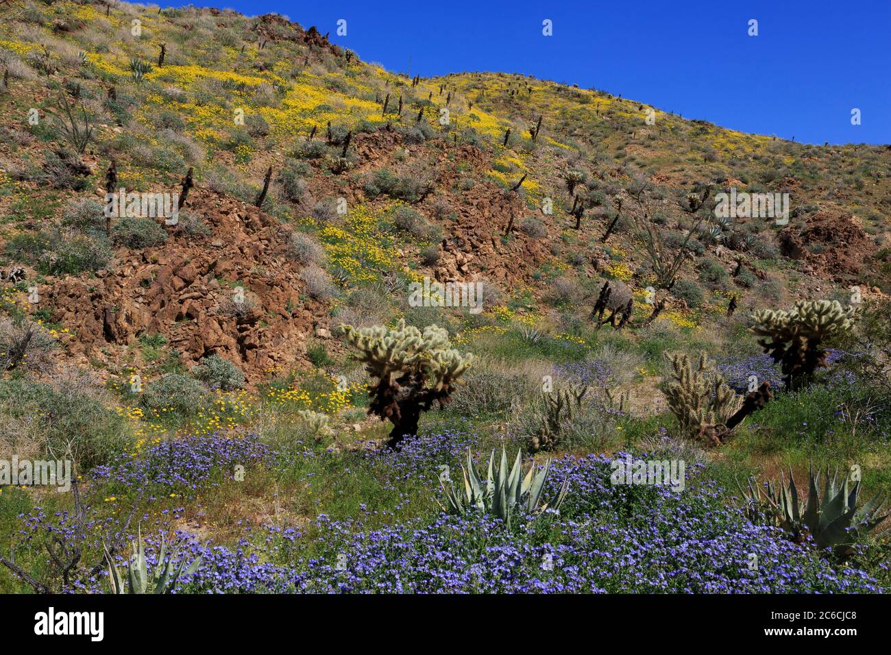 Phacelia & papaveri, tamerici Grove, Anza-Borrego Desert State Park, Borrego Springs, California, Stati Uniti d'America Foto Stock