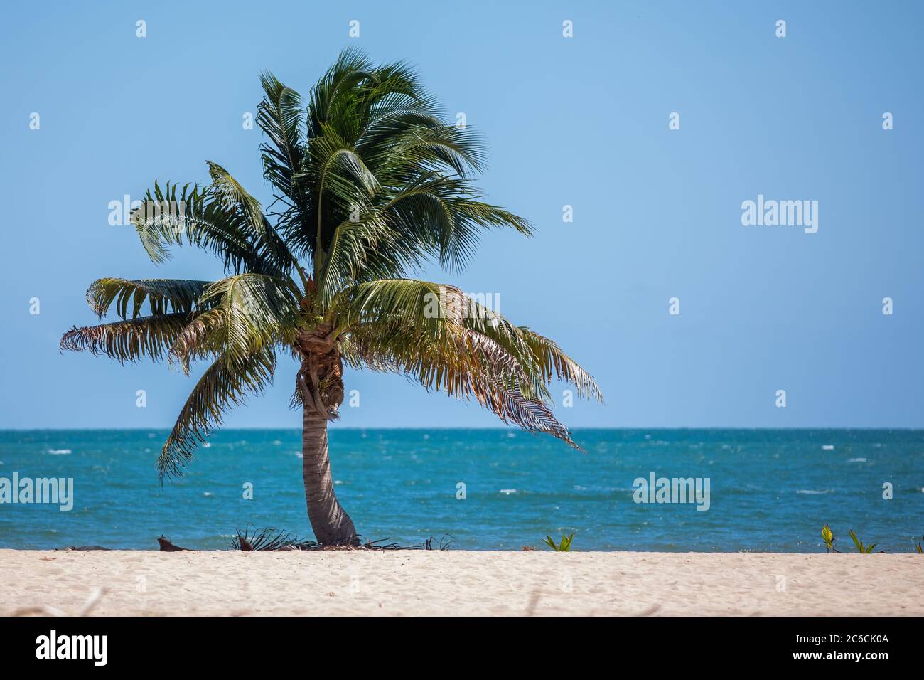 Albero delle palme contro il Mar dei Caraibi in Hopkins, Belize Foto Stock